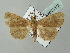  ( - BC ZSM Lep 53873)  @12 [ ] CreativeCommons - Attribution Non-Commercial Share-Alike (2011) Axel Hausmann/Bavarian State Collection of Zoology (ZSM) SNSB, Zoologische Staatssammlung Muenchen