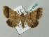  ( - BC ZSM Lep 53885)  @13 [ ] CreativeCommons - Attribution Non-Commercial Share-Alike (2011) Axel Hausmann/Bavarian State Collection of Zoology (ZSM) SNSB, Zoologische Staatssammlung Muenchen