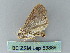 ( - BC ZSM Lep 53888)  @13 [ ] CreativeCommons - Attribution Non-Commercial Share-Alike (2011) Axel Hausmann/Bavarian State Collection of Zoology (ZSM) SNSB, Zoologische Staatssammlung Muenchen