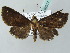  ( - BC ZSM Lep 53917)  @14 [ ] CreativeCommons - Attribution Non-Commercial Share-Alike (2011) Axel Hausmann/Bavarian State Collection of Zoology (ZSM) SNSB, Zoologische Staatssammlung Muenchen