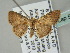  ( - BC ZSM Lep 53950)  @12 [ ] CreativeCommons - Attribution Non-Commercial Share-Alike (2011) Axel Hausmann/Bavarian State Collection of Zoology (ZSM) SNSB, Zoologische Staatssammlung Muenchen