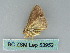  ( - BC ZSM Lep 53952)  @12 [ ] CreativeCommons - Attribution Non-Commercial Share-Alike (2011) Axel Hausmann/Bavarian State Collection of Zoology (ZSM) SNSB, Zoologische Staatssammlung Muenchen