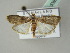  (Thylacoptila paurosema - BC ZSM Lep 53973)  @13 [ ] CreativeCommons - Attribution Non-Commercial Share-Alike (2011) Axel Hausmann/Bavarian State Collection of Zoology (ZSM) SNSB, Zoologische Staatssammlung Muenchen
