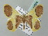  ( - BC ZSM Lep 54004)  @13 [ ] CreativeCommons - Attribution Non-Commercial Share-Alike (2011) Axel Hausmann/Bavarian State Collection of Zoology (ZSM) SNSB, Zoologische Staatssammlung Muenchen