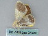  ( - BC ZSM Lep 54004)  @13 [ ] CreativeCommons - Attribution Non-Commercial Share-Alike (2011) Axel Hausmann/Bavarian State Collection of Zoology (ZSM) SNSB, Zoologische Staatssammlung Muenchen
