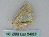  ( - BC ZSM Lep 54009)  @13 [ ] CreativeCommons - Attribution Non-Commercial Share-Alike (2011) Axel Hausmann/Bavarian State Collection of Zoology (ZSM) SNSB, Zoologische Staatssammlung Muenchen