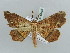  ( - BC ZSM Lep 56104)  @13 [ ] CreativeCommons - Attribution Non-Commercial Share-Alike (2011) Axel Hausmann/Bavarian State Collection of Zoology (ZSM) SNSB, Zoologische Staatssammlung Muenchen