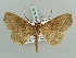  ( - BC ZSM Lep 56109)  @13 [ ] CreativeCommons - Attribution Non-Commercial Share-Alike (2011) Axel Hausmann/Bavarian State Collection of Zoology (ZSM) SNSB, Zoologische Staatssammlung Muenchen