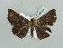  ( - BC ZSM Lep 56123)  @13 [ ] CreativeCommons - Attribution Non-Commercial Share-Alike (2011) Axel Hausmann/Bavarian State Collection of Zoology (ZSM) SNSB, Zoologische Staatssammlung Muenchen