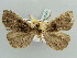 (Nicetas GB01 - BC ZSM Lep 56125)  @13 [ ] CreativeCommons - Attribution Non-Commercial Share-Alike (2011) Axel Hausmann/Bavarian State Collection of Zoology (ZSM) SNSB, Zoologische Staatssammlung Muenchen