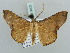  (Cryptochrostis fulveola - BC ZSM Lep 56129)  @13 [ ] CreativeCommons - Attribution Non-Commercial Share-Alike (2011) Axel Hausmann/Bavarian State Collection of Zoology (ZSM) SNSB, Zoologische Staatssammlung Muenchen