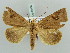  (Herminocala mimica - BC ZSM Lep 56156)  @14 [ ] CreativeCommons - Attribution Non-Commercial Share-Alike (2011) Axel Hausmann/Bavarian State Collection of Zoology (ZSM) SNSB, Zoologische Staatssammlung Muenchen