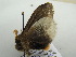  ( - BC ZSM Lep 56222)  @12 [ ] CreativeCommons - Attribution Non-Commercial Share-Alike (2011) Axel Hausmann/Bavarian State Collection of Zoology (ZSM) SNSB, Zoologische Staatssammlung Muenchen