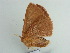  ( - BC ZSM Lep 56239)  @12 [ ] CreativeCommons - Attribution Non-Commercial Share-Alike (2011) Axel Hausmann/Bavarian State Collection of Zoology (ZSM) SNSB, Zoologische Staatssammlung Muenchen