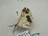  ( - BC ZSM Lep 56252)  @12 [ ] CreativeCommons - Attribution Non-Commercial Share-Alike (2011) Axel Hausmann/Bavarian State Collection of Zoology (ZSM) SNSB, Zoologische Staatssammlung Muenchen