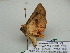  ( - BC ZSM Lep 56259)  @12 [ ] CreativeCommons - Attribution Non-Commercial Share-Alike (2011) Axel Hausmann/Bavarian State Collection of Zoology (ZSM) SNSB, Zoologische Staatssammlung Muenchen