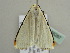  ( - BC ZSM Lep 56267)  @13 [ ] CreativeCommons - Attribution Non-Commercial Share-Alike (2011) Axel Hausmann/Bavarian State Collection of Zoology (ZSM) SNSB, Zoologische Staatssammlung Muenchen