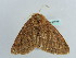  ( - BC ZSM Lep 56271)  @13 [ ] CreativeCommons - Attribution Non-Commercial Share-Alike (2011) Axel Hausmann/Bavarian State Collection of Zoology (ZSM) SNSB, Zoologische Staatssammlung Muenchen