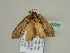  ( - BC ZSM Lep 56285)  @13 [ ] CreativeCommons - Attribution Non-Commercial Share-Alike (2011) Axel Hausmann/Bavarian State Collection of Zoology (ZSM) SNSB, Zoologische Staatssammlung Muenchen