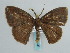  ( - BC ZSM Lep 57931)  @12 [ ] CreativeCommons - Attribution Non-Commercial Share-Alike (2011) Axel Hausmann/Bavarian State Collection of Zoology (ZSM) SNSB, Zoologische Staatssammlung Muenchen