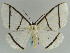  ( - BC ZSM Lep 57971)  @11 [ ] CreativeCommons - Attribution Non-Commercial Share-Alike (2011) Axel Hausmann/Bavarian State Collection of Zoology (ZSM) SNSB, Zoologische Staatssammlung Muenchen
