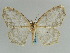  (Hydatoscia melia - BC ZSM Lep 57975)  @12 [ ] CreativeCommons - Attribution Non-Commercial Share-Alike (2011) Axel Hausmann/Bavarian State Collection of Zoology (ZSM) SNSB, Zoologische Staatssammlung Muenchen