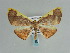  ( - BC ZSM Lep 57989)  @11 [ ] CreativeCommons - Attribution Non-Commercial Share-Alike (2011) Axel Hausmann/Bavarian State Collection of Zoology (ZSM) SNSB, Zoologische Staatssammlung Muenchen