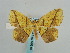  ( - BC ZSM Lep 59618)  @11 [ ] CreativeCommons - Attribution Non-Commercial Share-Alike (2011) Axel Hausmann/Bavarian State Collection of Zoology (ZSM) SNSB, Zoologische Staatssammlung Muenchen