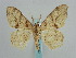  ( - BC ZSM Lep 59640)  @13 [ ] CreativeCommons - Attribution Non-Commercial Share-Alike (2011) Axel Hausmann/Bavarian State Collection of Zoology (ZSM) SNSB, Zoologische Staatssammlung Muenchen