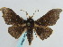  ( - BC ZSM Lep 59643)  @11 [ ] CreativeCommons - Attribution Non-Commercial Share-Alike (2011) Axel Hausmann/Bavarian State Collection of Zoology (ZSM) SNSB, Zoologische Staatssammlung Muenchen