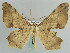  ( - BC ZSM Lep 59648)  @11 [ ] CreativeCommons - Attribution Non-Commercial Share-Alike (2011) Axel Hausmann/Bavarian State Collection of Zoology (ZSM) SNSB, Zoologische Staatssammlung Muenchen