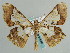  ( - BC ZSM Lep 59650)  @13 [ ] CreativeCommons - Attribution Non-Commercial Share-Alike (2011) Axel Hausmann/Bavarian State Collection of Zoology (ZSM) SNSB, Zoologische Staatssammlung Muenchen