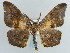 (Hyposidra nigricosta - BC ZSM Lep 59661)  @14 [ ] CreativeCommons - Attribution Non-Commercial Share-Alike (2011) Axel Hausmann/Bavarian State Collection of Zoology (ZSM) SNSB, Zoologische Staatssammlung Muenchen