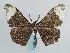  ( - BC ZSM Lep 59665)  @11 [ ] CreativeCommons - Attribution Non-Commercial Share-Alike (2011) Axel Hausmann/Bavarian State Collection of Zoology (ZSM) SNSB, Zoologische Staatssammlung Muenchen