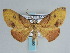  ( - BC ZSM Lep 59690)  @11 [ ] CreativeCommons - Attribution Non-Commercial Share-Alike (2011) Axel Hausmann/Bavarian State Collection of Zoology (ZSM) SNSB, Zoologische Staatssammlung Muenchen