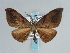  ( - BC ZSM Lep 59691)  @11 [ ] CreativeCommons - Attribution Non-Commercial Share-Alike (2011) Axel Hausmann/Bavarian State Collection of Zoology (ZSM) SNSB, Zoologische Staatssammlung Muenchen