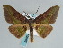  ( - BC ZSM Lep 59692)  @14 [ ] CreativeCommons - Attribution Non-Commercial Share-Alike (2011) Axel Hausmann/Bavarian State Collection of Zoology (ZSM) SNSB, Zoologische Staatssammlung Muenchen
