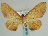  ( - BC ZSM Lep 59705)  @14 [ ] CreativeCommons - Attribution Non-Commercial Share-Alike (2011) Axel Hausmann/Bavarian State Collection of Zoology (ZSM) SNSB, Zoologische Staatssammlung Muenchen