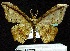  ( - BC ZSM Lep 60277)  @13 [ ] Copyright (2011) Axel Hausmann/Bavarian State Collection of Zoology (ZSM) SNSB, Zoologische Staatssammlung Muenchen