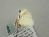  ( - BC ZSM Lep 56299)  @12 [ ] CreativeCommons - Attribution Non-Commercial Share-Alike (2011) Axel Hausmann/Bavarian State Collection of Zoology (ZSM) SNSB, Zoologische Staatssammlung Muenchen