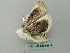  ( - BC ZSM Lep 56317)  @12 [ ] CreativeCommons - Attribution Non-Commercial Share-Alike (2011) Axel Hausmann/Bavarian State Collection of Zoology (ZSM) SNSB, Zoologische Staatssammlung Muenchen
