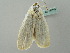  ( - BC ZSM Lep 56318)  @13 [ ] CreativeCommons - Attribution Non-Commercial Share-Alike (2011) Axel Hausmann/Bavarian State Collection of Zoology (ZSM) SNSB, Zoologische Staatssammlung Muenchen