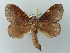  (Kunugia brunnea - BC ZSM Lep 56328)  @14 [ ] CreativeCommons - Attribution Non-Commercial Share-Alike (2011) Axel Hausmann/Bavarian State Collection of Zoology (ZSM) SNSB, Zoologische Staatssammlung Muenchen