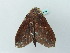  ( - BC ZSM Lep 56329)  @13 [ ] CreativeCommons - Attribution Non-Commercial Share-Alike (2011) Axel Hausmann/Bavarian State Collection of Zoology (ZSM) SNSB, Zoologische Staatssammlung Muenchen