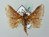  ( - BC ZSM Lep 56331)  @11 [ ] CreativeCommons - Attribution Non-Commercial Share-Alike (2011) Axel Hausmann/Bavarian State Collection of Zoology (ZSM) SNSB, Zoologische Staatssammlung Muenchen