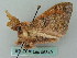  ( - BC ZSM Lep 56349)  @14 [ ] CreativeCommons - Attribution Non-Commercial Share-Alike (2011) Axel Hausmann/Bavarian State Collection of Zoology (ZSM) SNSB, Zoologische Staatssammlung Muenchen