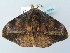  ( - BC ZSM Lep 56362)  @11 [ ] CreativeCommons - Attribution Non-Commercial Share-Alike (2011) Axel Hausmann/Bavarian State Collection of Zoology (ZSM) SNSB, Zoologische Staatssammlung Muenchen