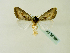  (Aspidifrontia glaucescens - BC ZSM Lep 58386)  @13 [ ] CreativeCommons - Attribution Non-Commercial Share-Alike (2011) Axel Hausmann/Bavarian State Collection of Zoology (ZSM) SNSB, Zoologische Staatssammlung Muenchen