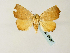  (Cosmia polymorpha - BC ZSM Lep 58387)  @14 [ ] CreativeCommons - Attribution Non-Commercial Share-Alike (2011) Axel Hausmann/Bavarian State Collection of Zoology (ZSM) SNSB, Zoologische Staatssammlung Muenchen