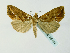  ( - BC ZSM Lep 58404)  @12 [ ] CreativeCommons - Attribution Non-Commercial Share-Alike (2011) Axel Hausmann/Bavarian State Collection of Zoology (ZSM) SNSB, Zoologische Staatssammlung Muenchen